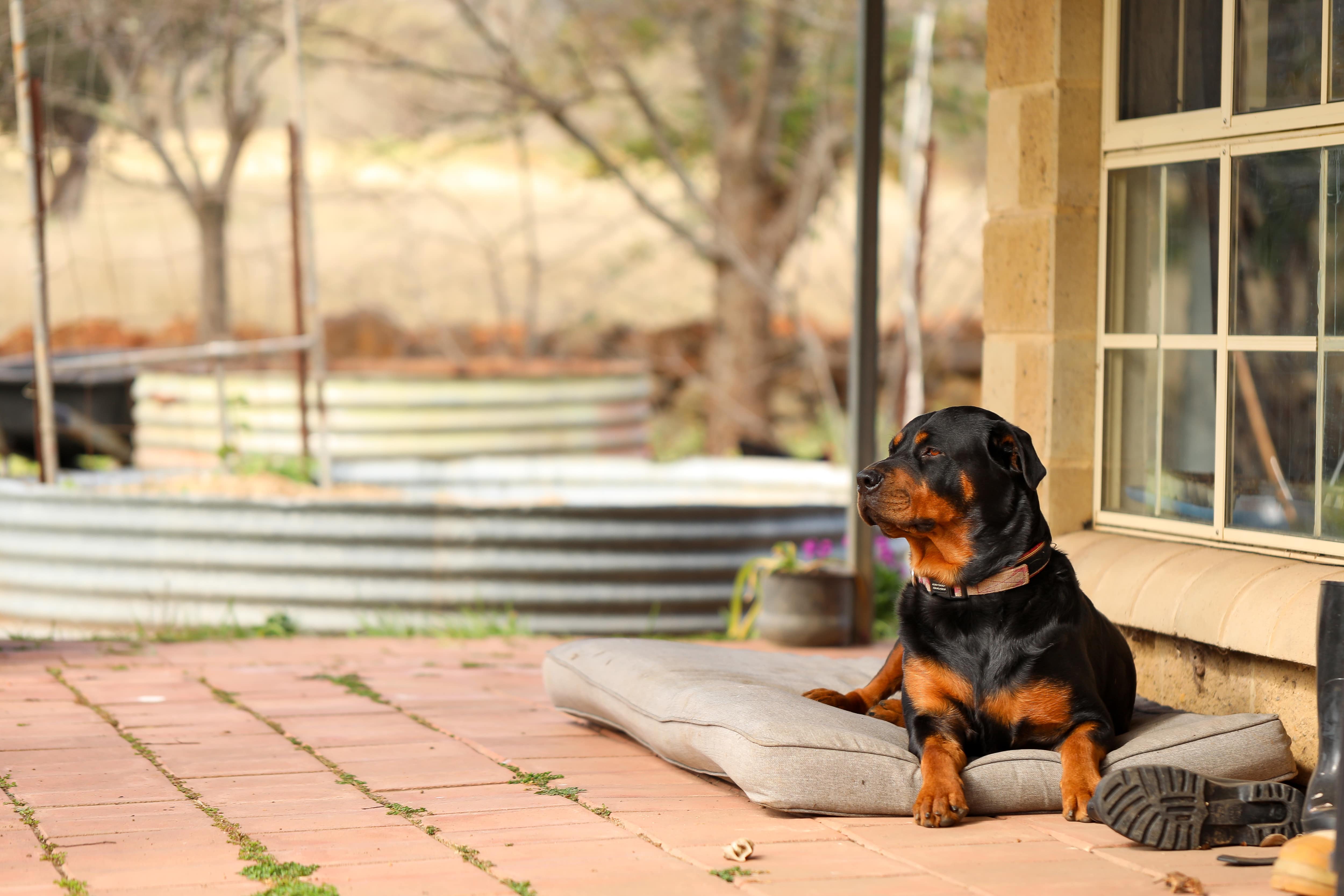 Front porch bed equipped with dog bed