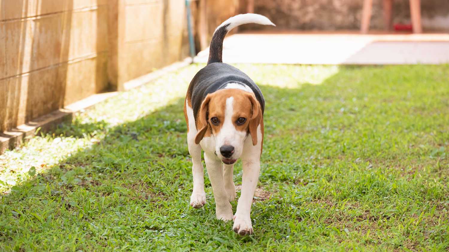 cute dog walking around backyard