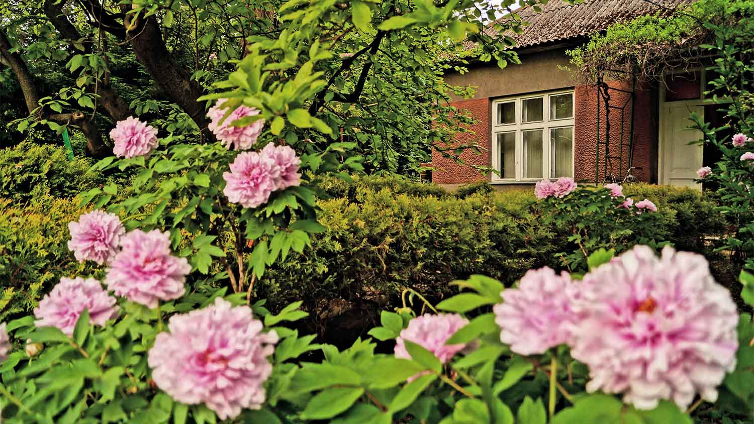 Pink peonies outside a house