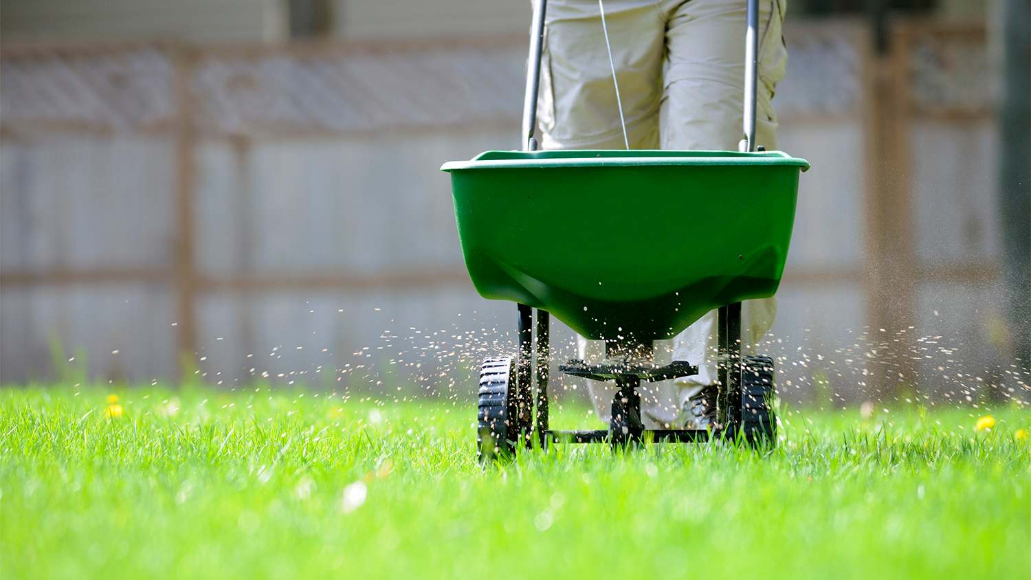 man using a fertilizer spreader on lawn