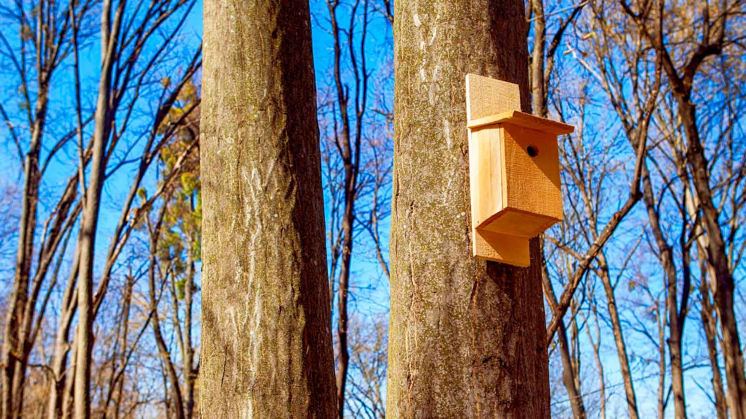 bird box on a tree