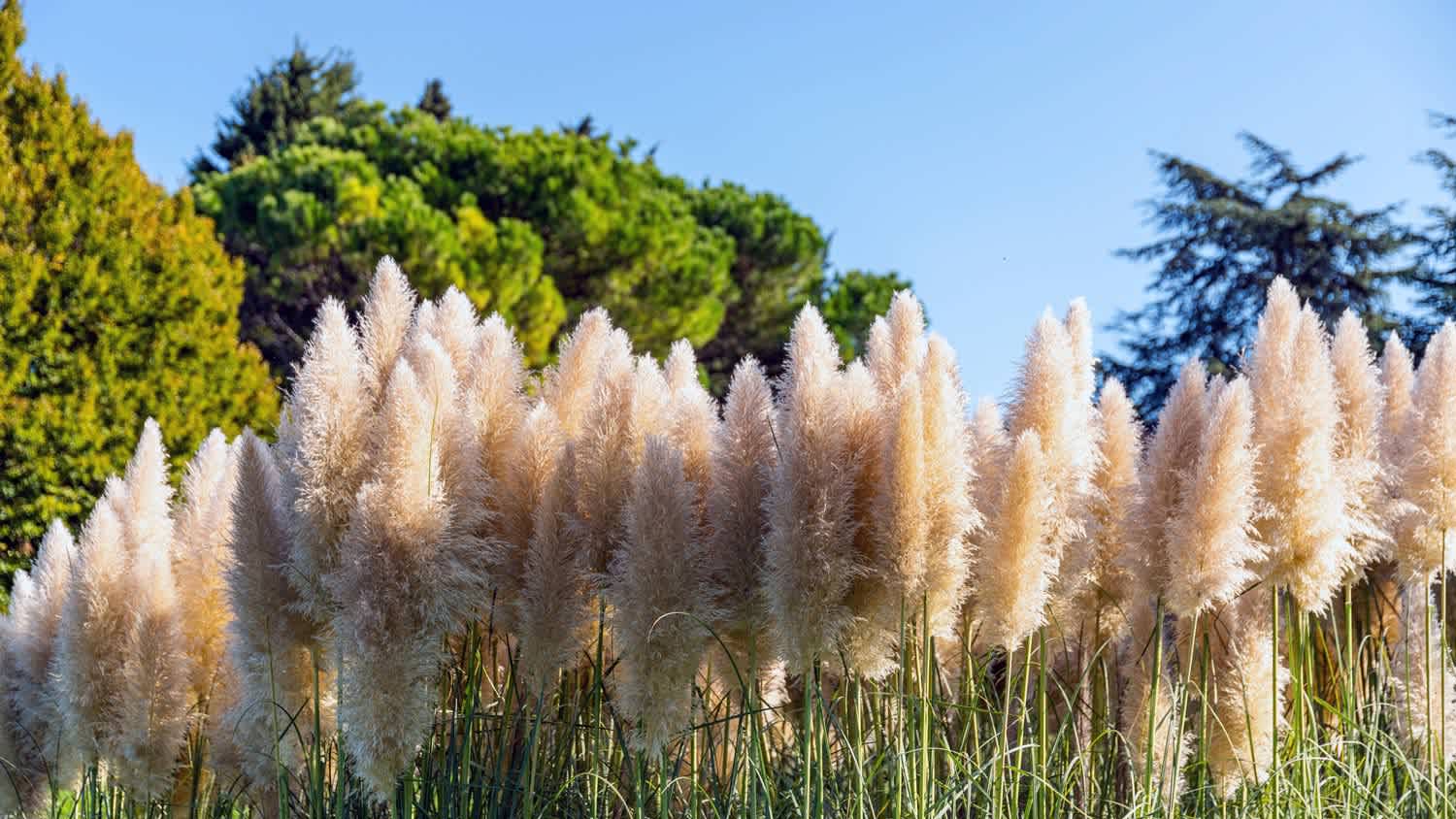 Pampas Grass Colors and Varieties
