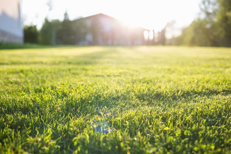 Lush green grass