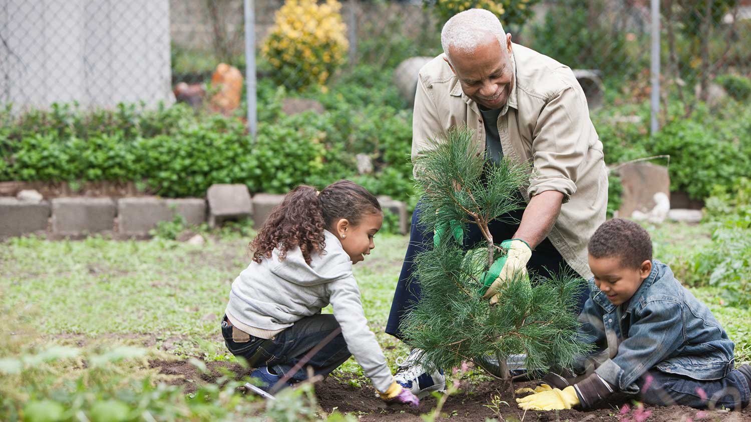 Grandfather and grandkids planting a tree together