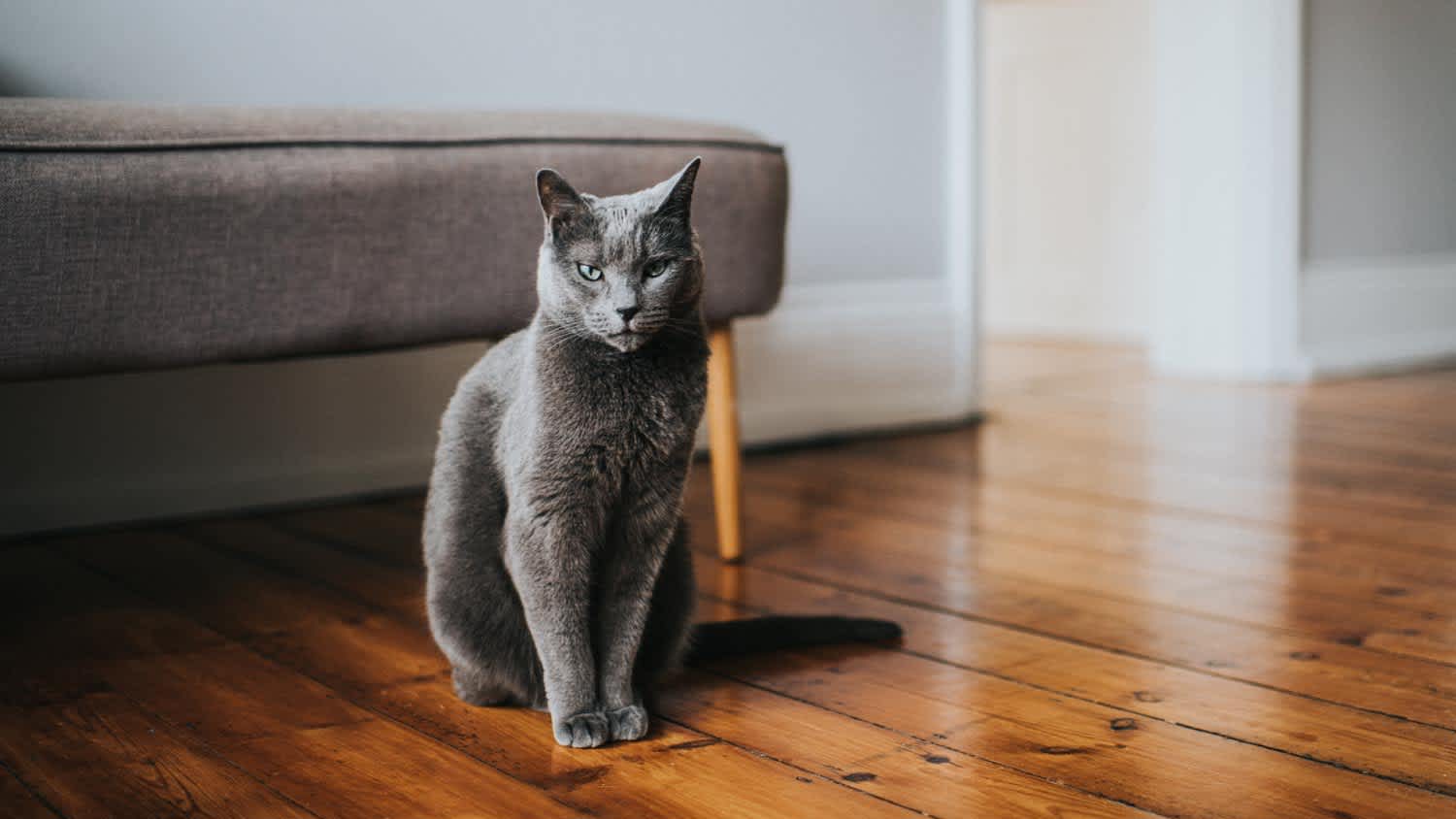 Cat sitting on a wooden floor