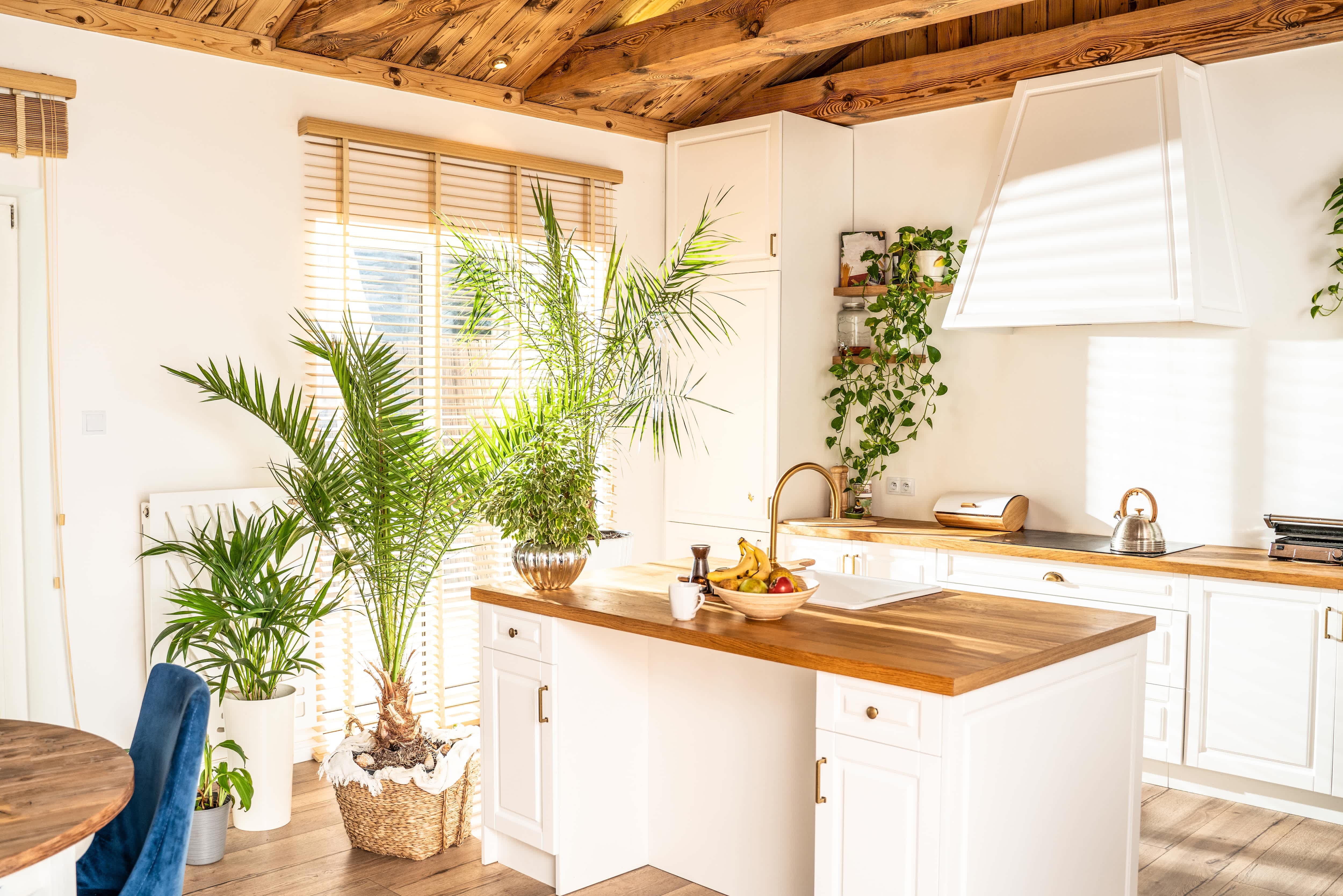 A white kitchen with lots of plants and wood countertops