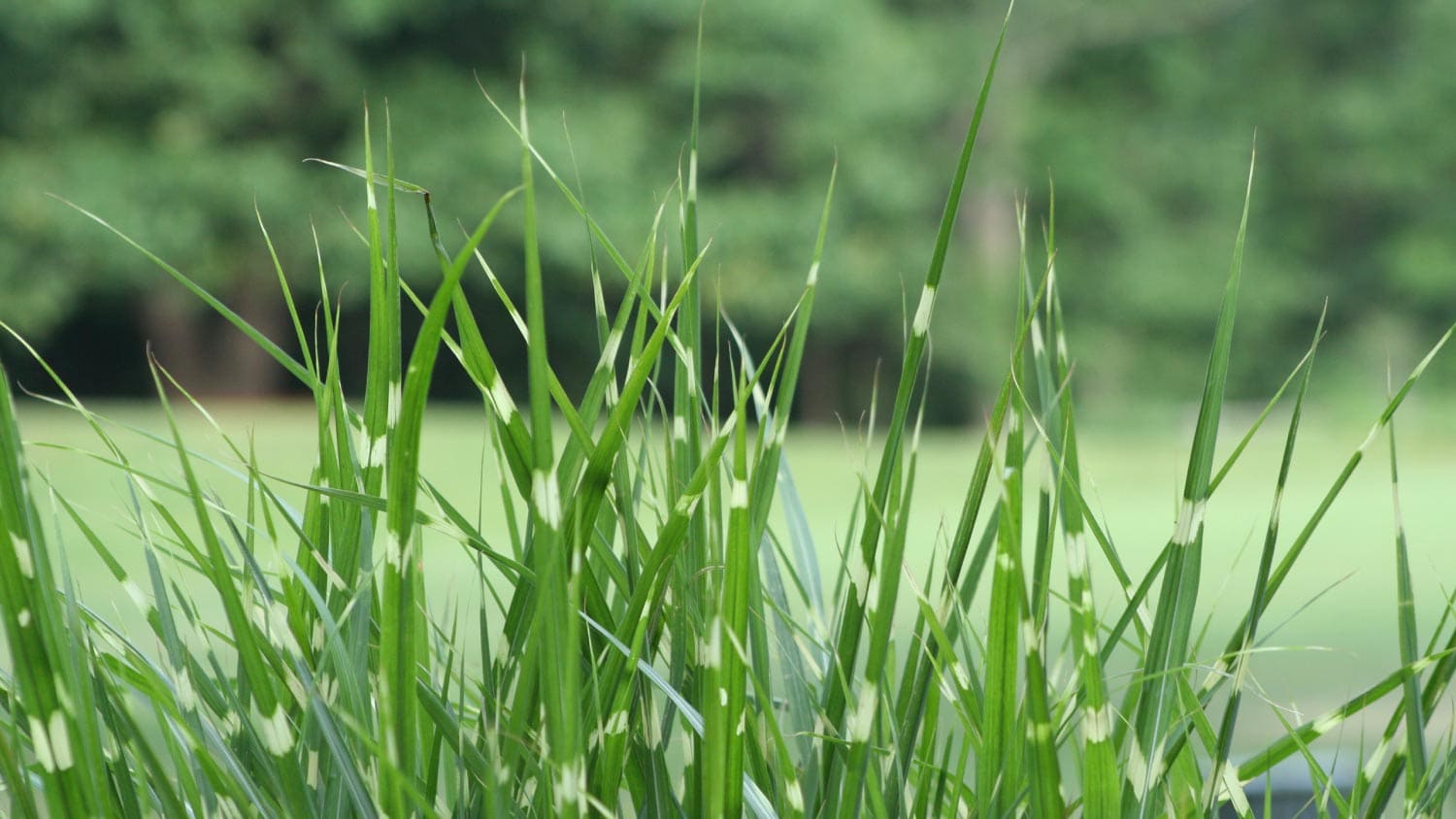 Tall fescue grass
