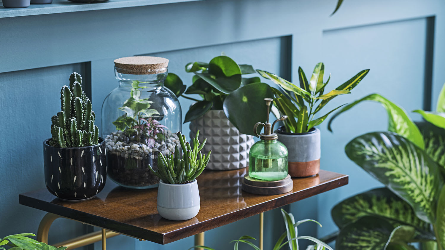 Plants inside house