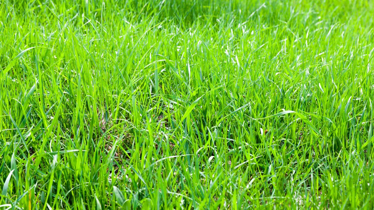 Bahia grass