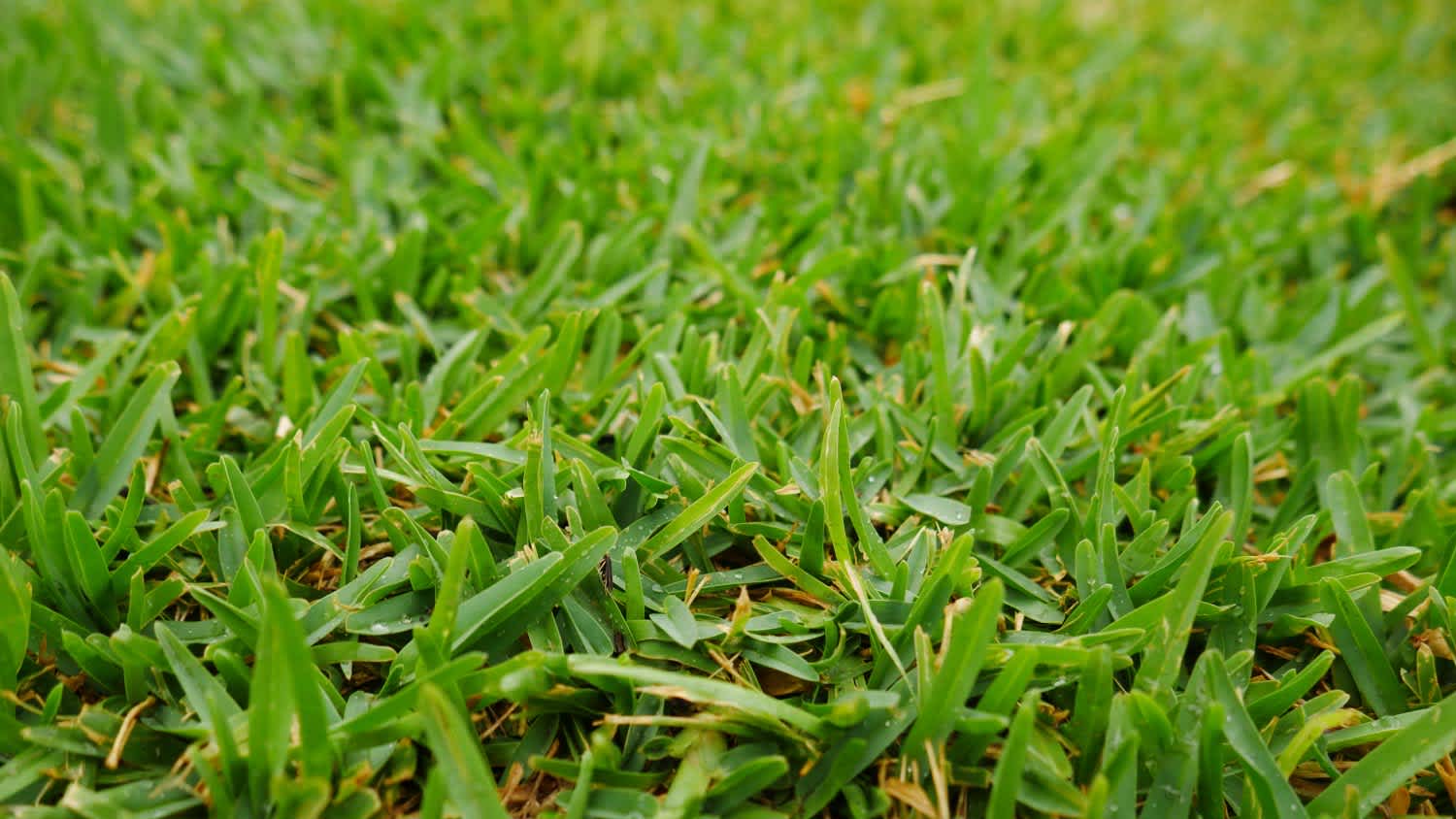Buffalo lush green grass