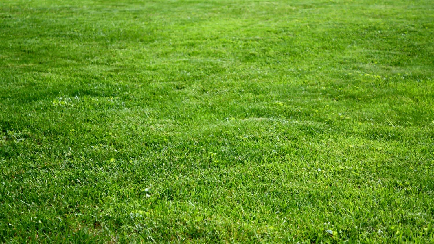 Kentucky Bluegrass grass