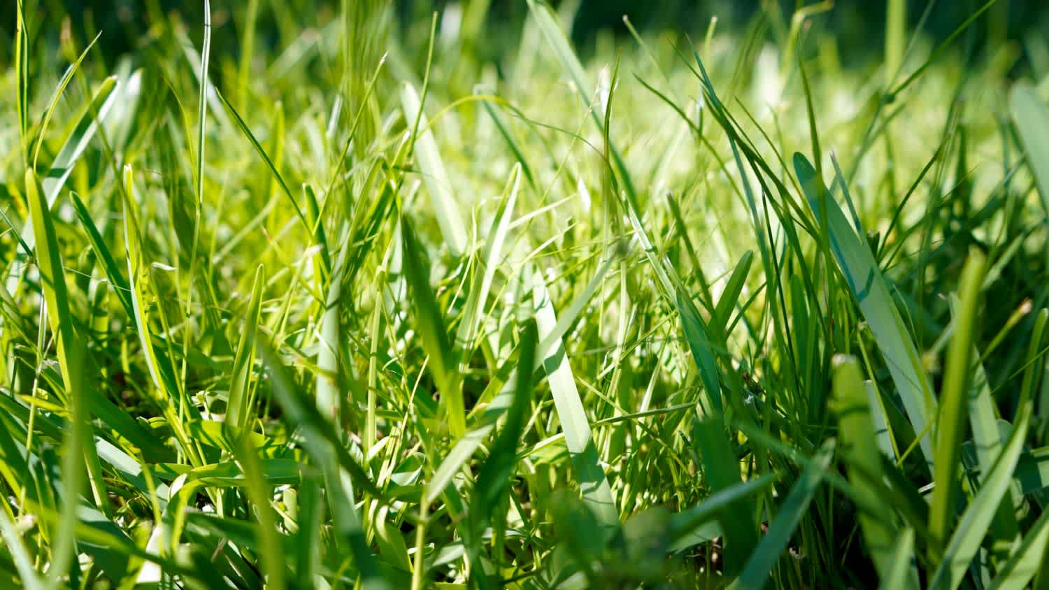 St. Augustine grass