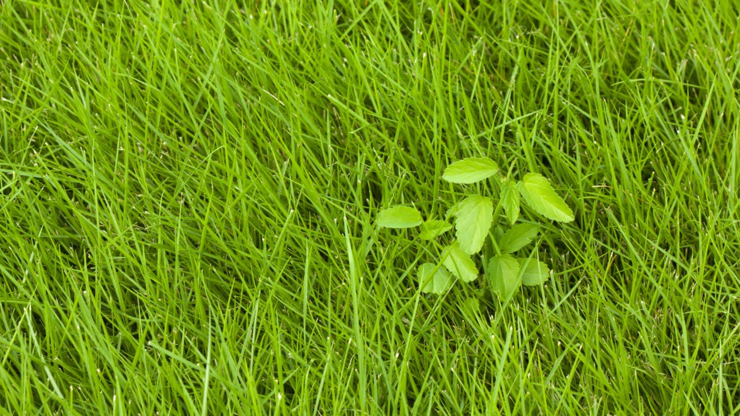 Zoysia grass in garden