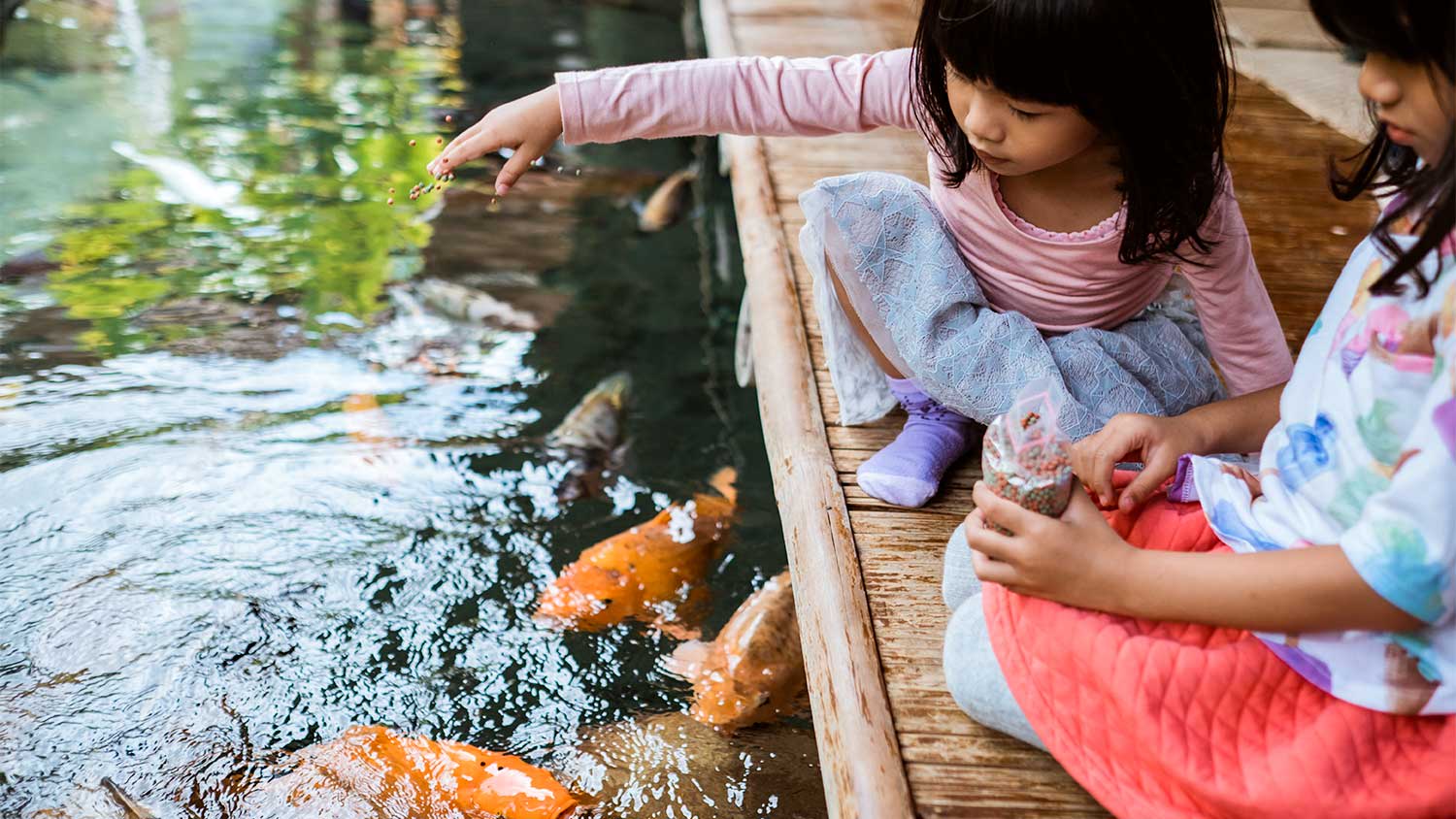 Children feed koi