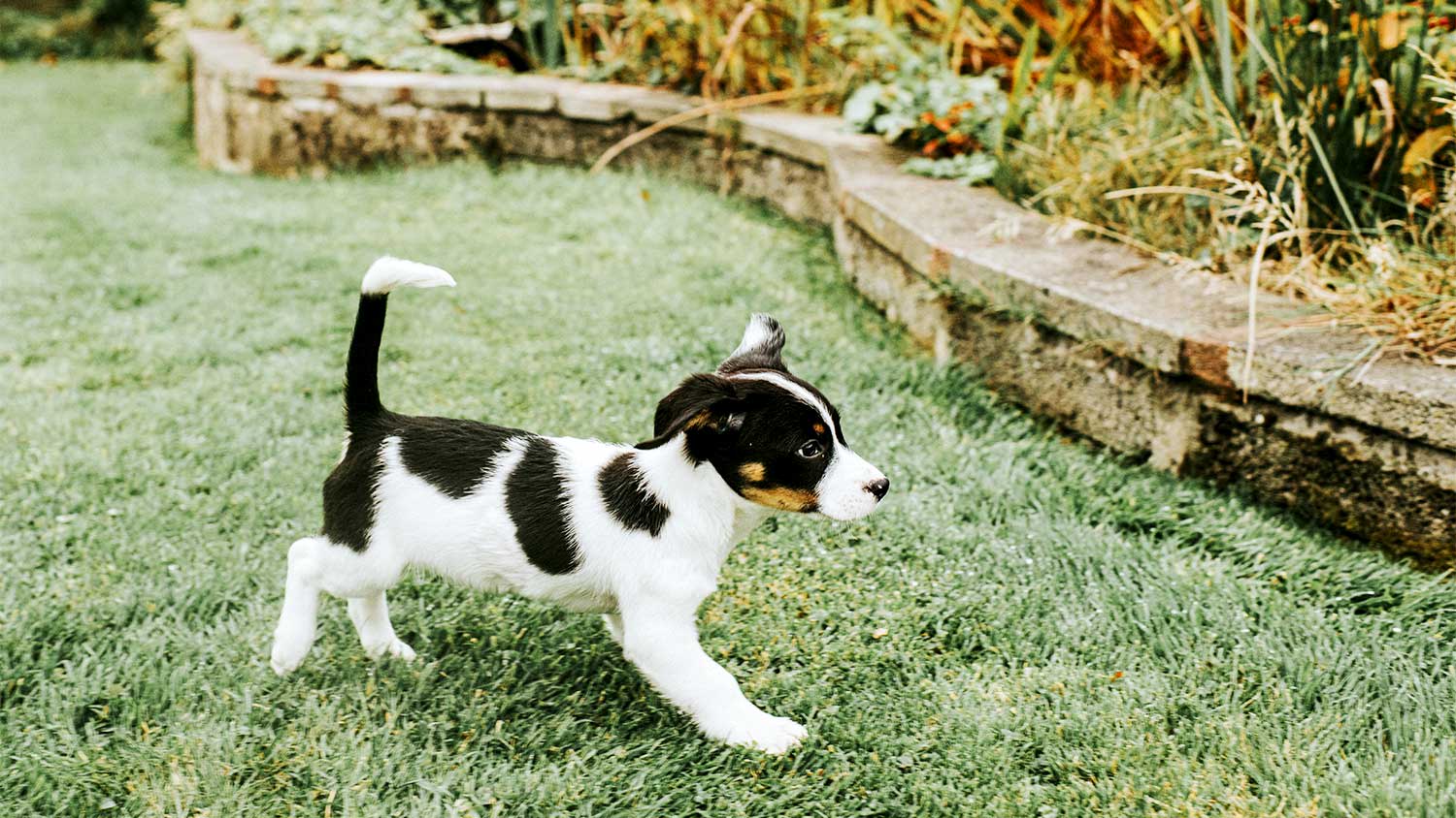 A dog in a garden