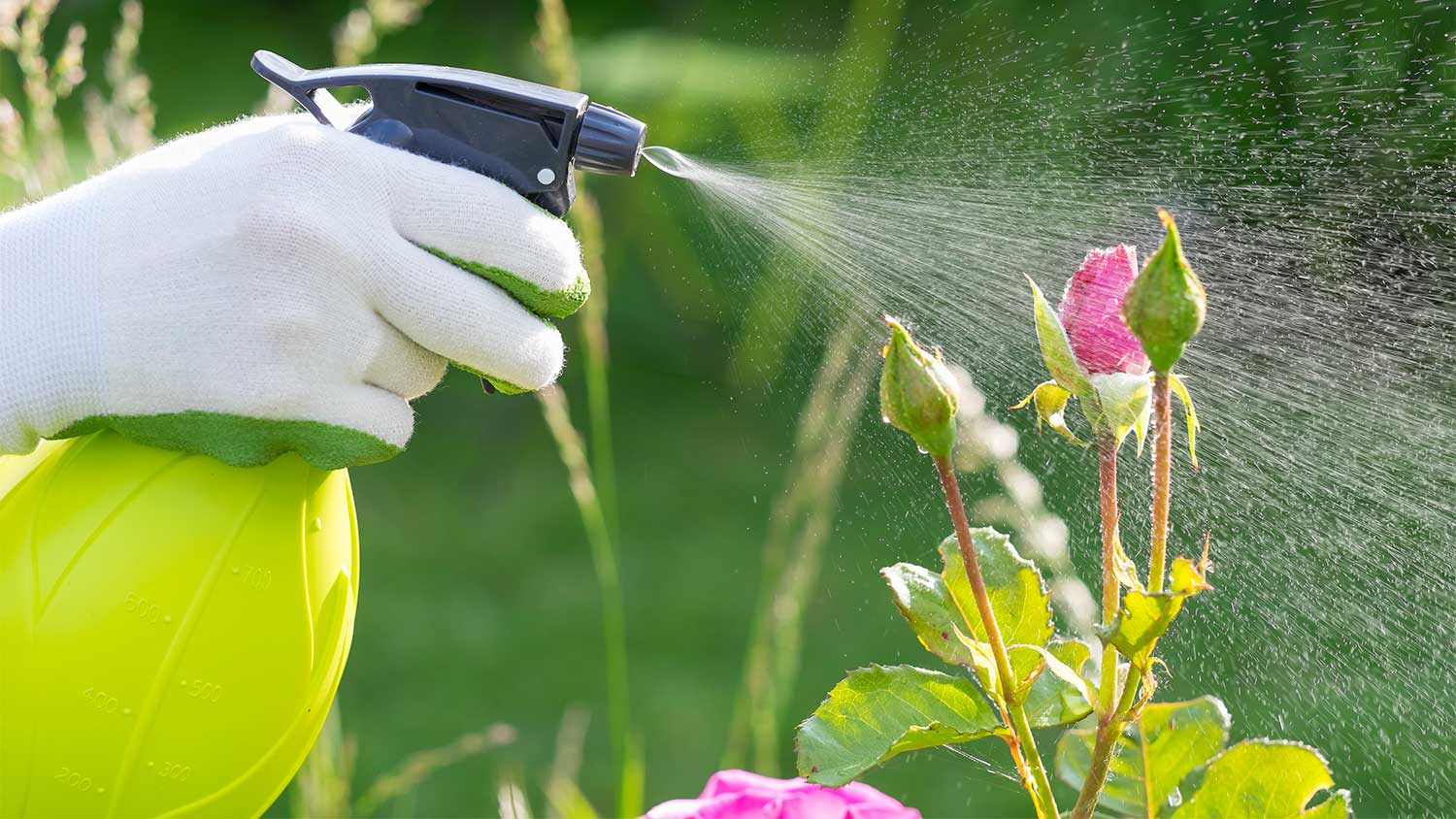 A spray bottle sprays a rose bush