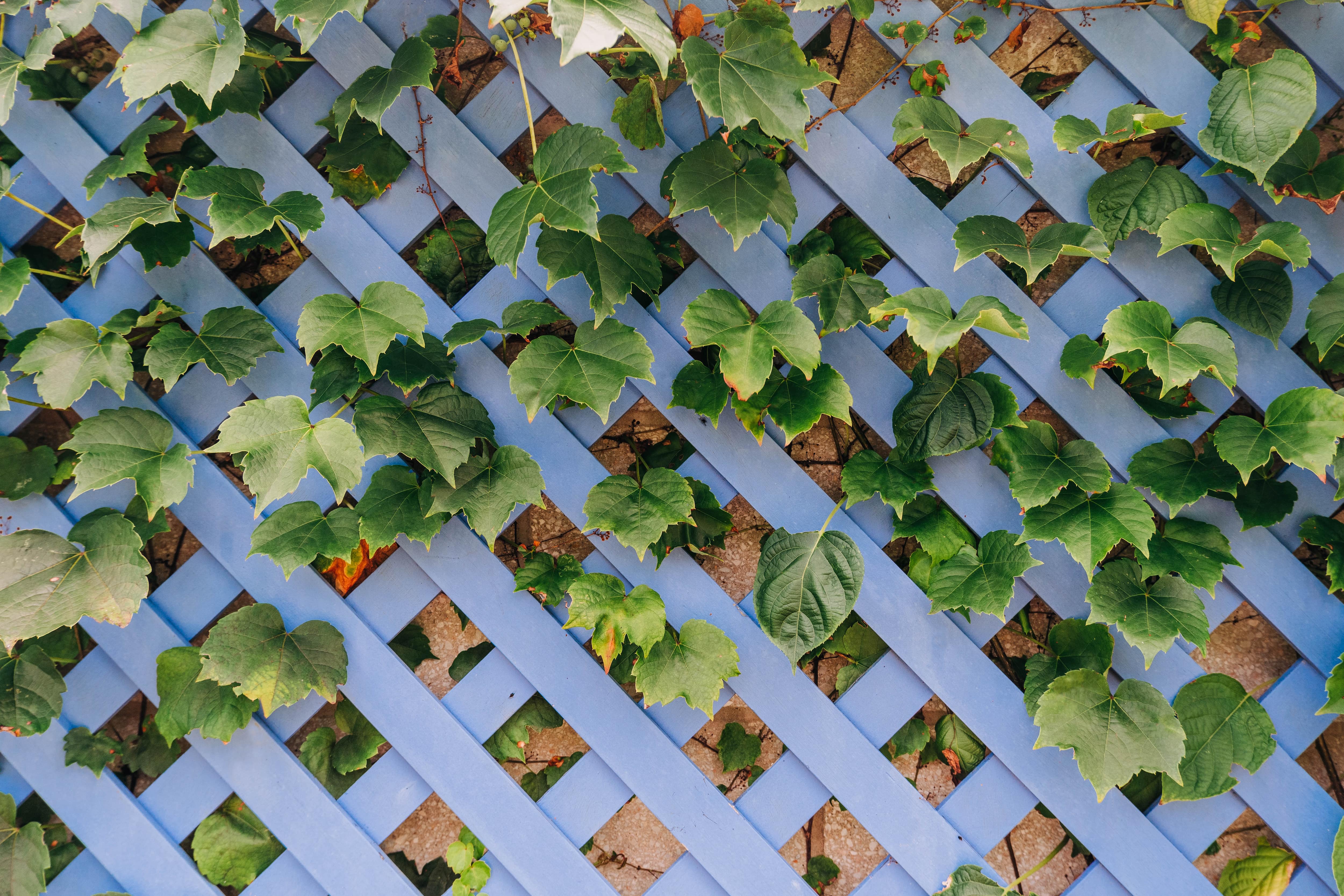 Trellis fence with climbing ivy