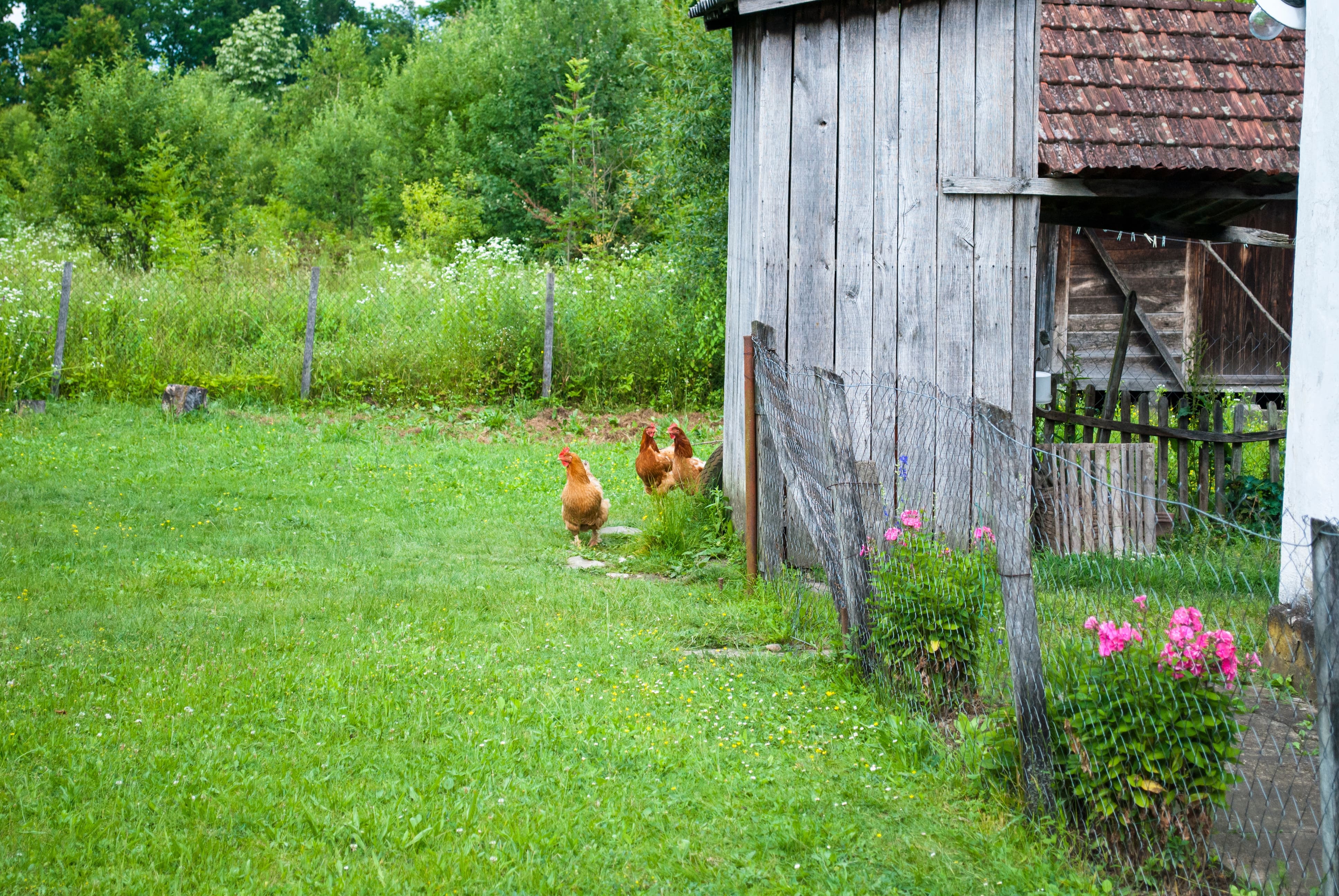 Wood and wire fence in rustic yard to enclose chickens