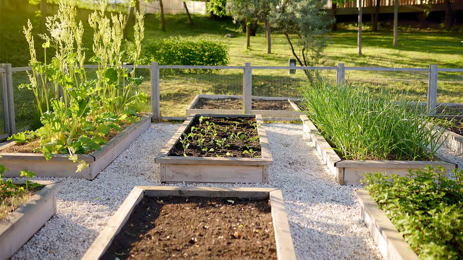 A raised bed garden