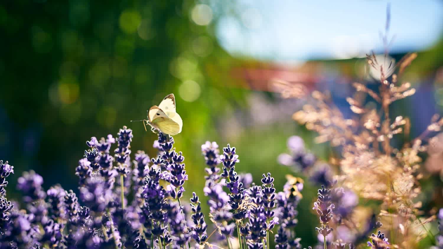 A butterfly sitting on lavender in garden