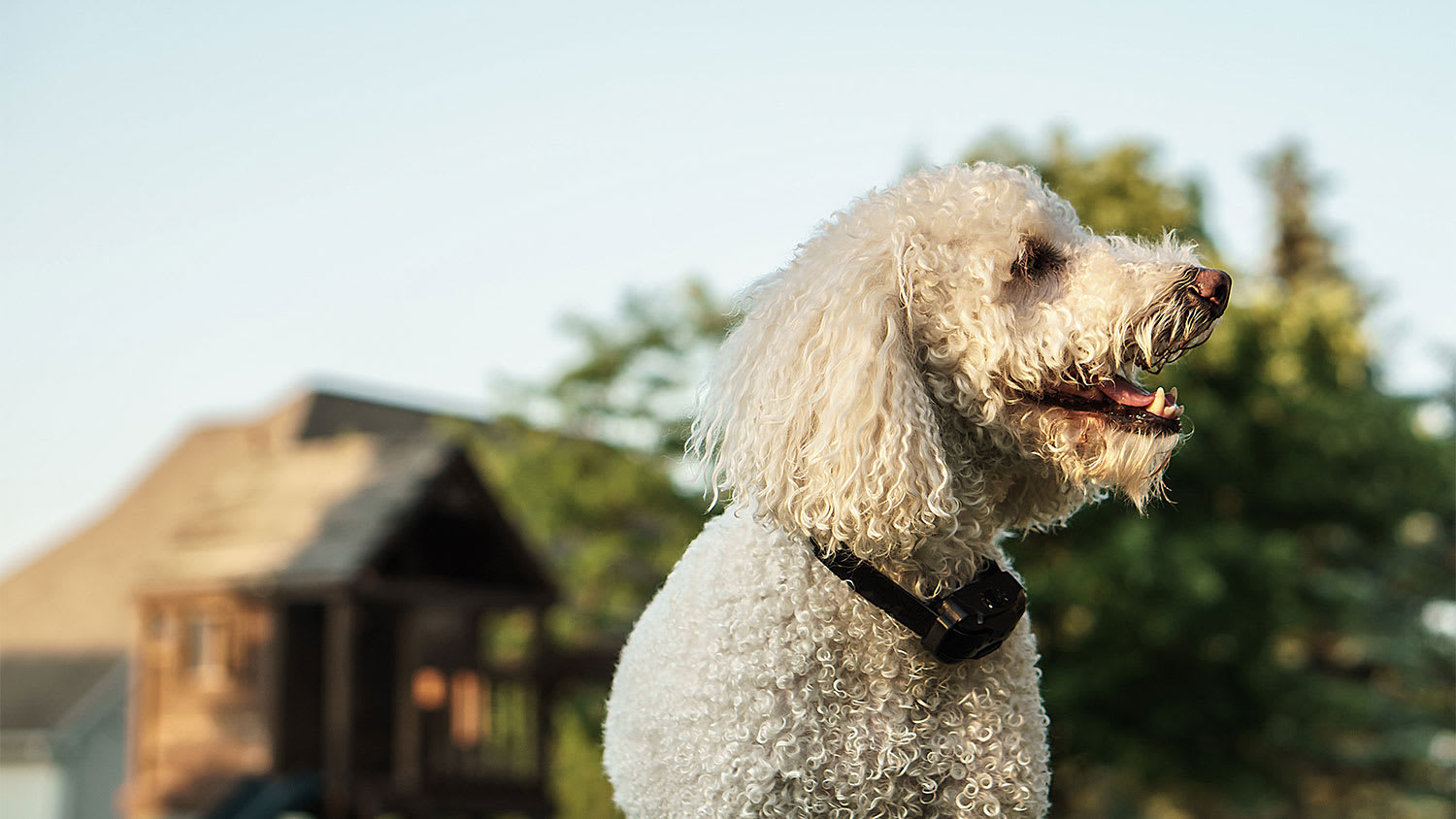 A dog in a backyard with an electric collar