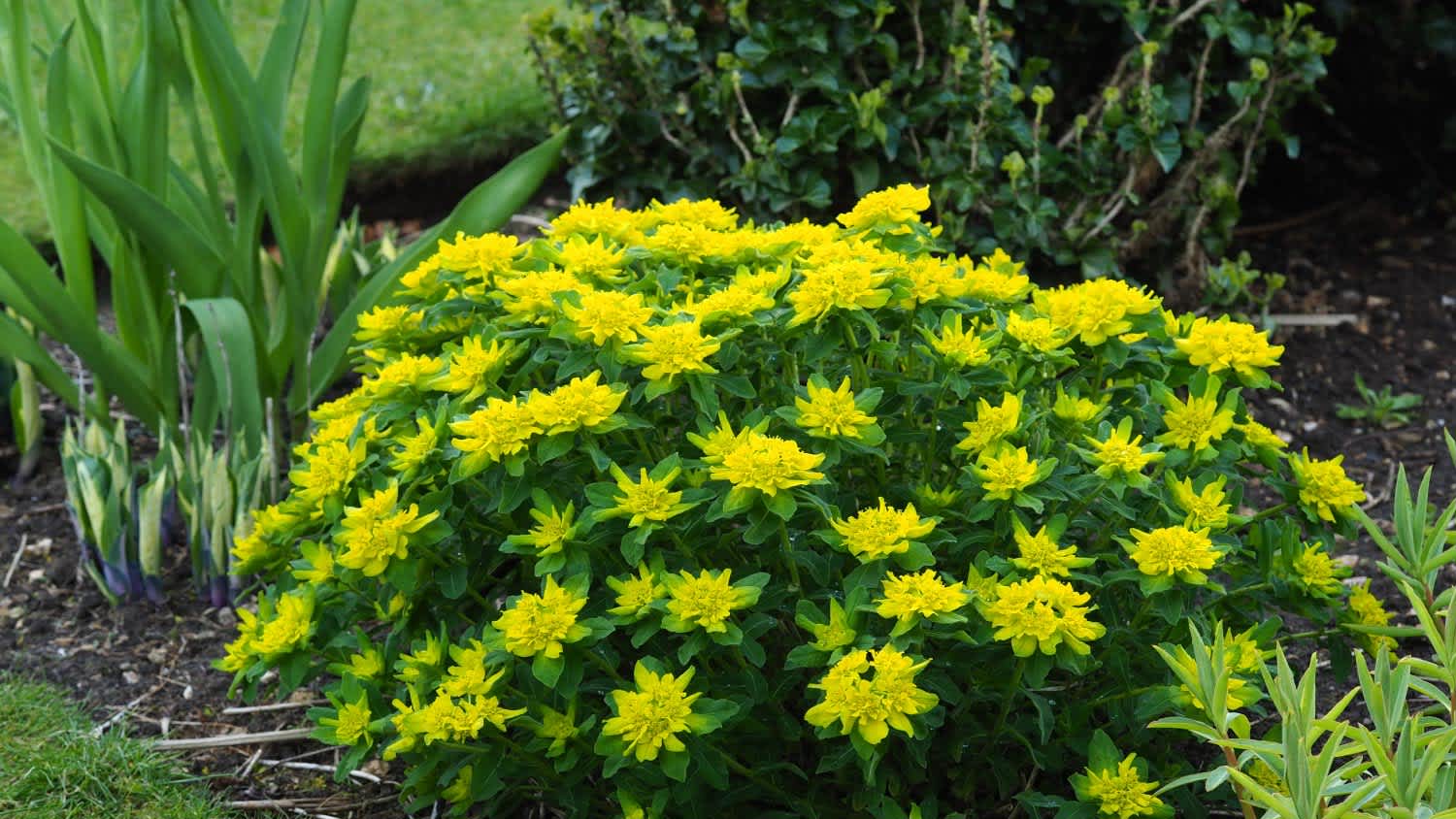A euphorbia polychroma plant