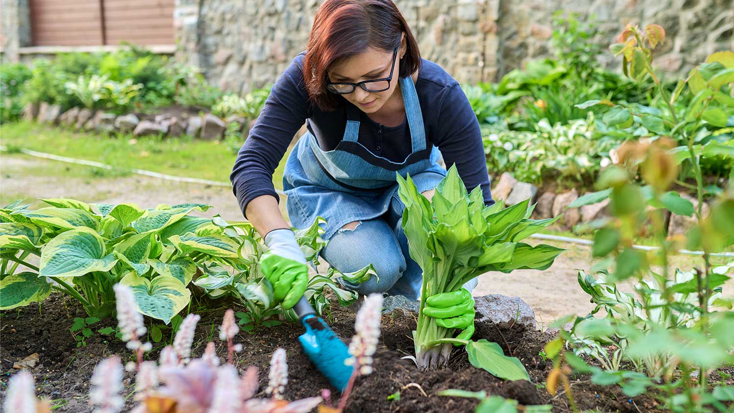 A woman plants a hosta in a garden