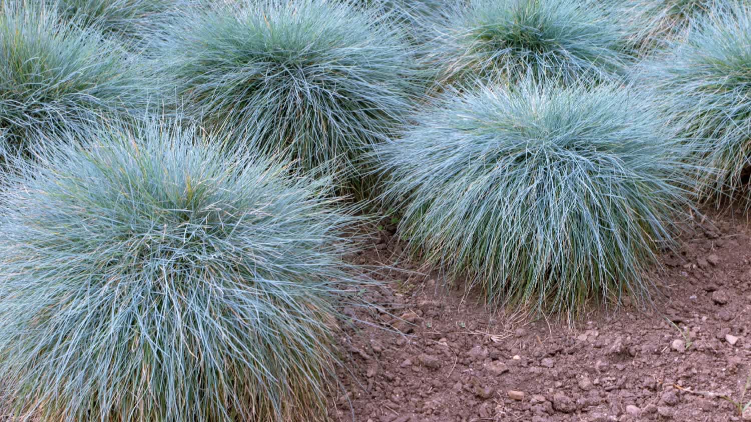 A blue fescue clump-forming plant