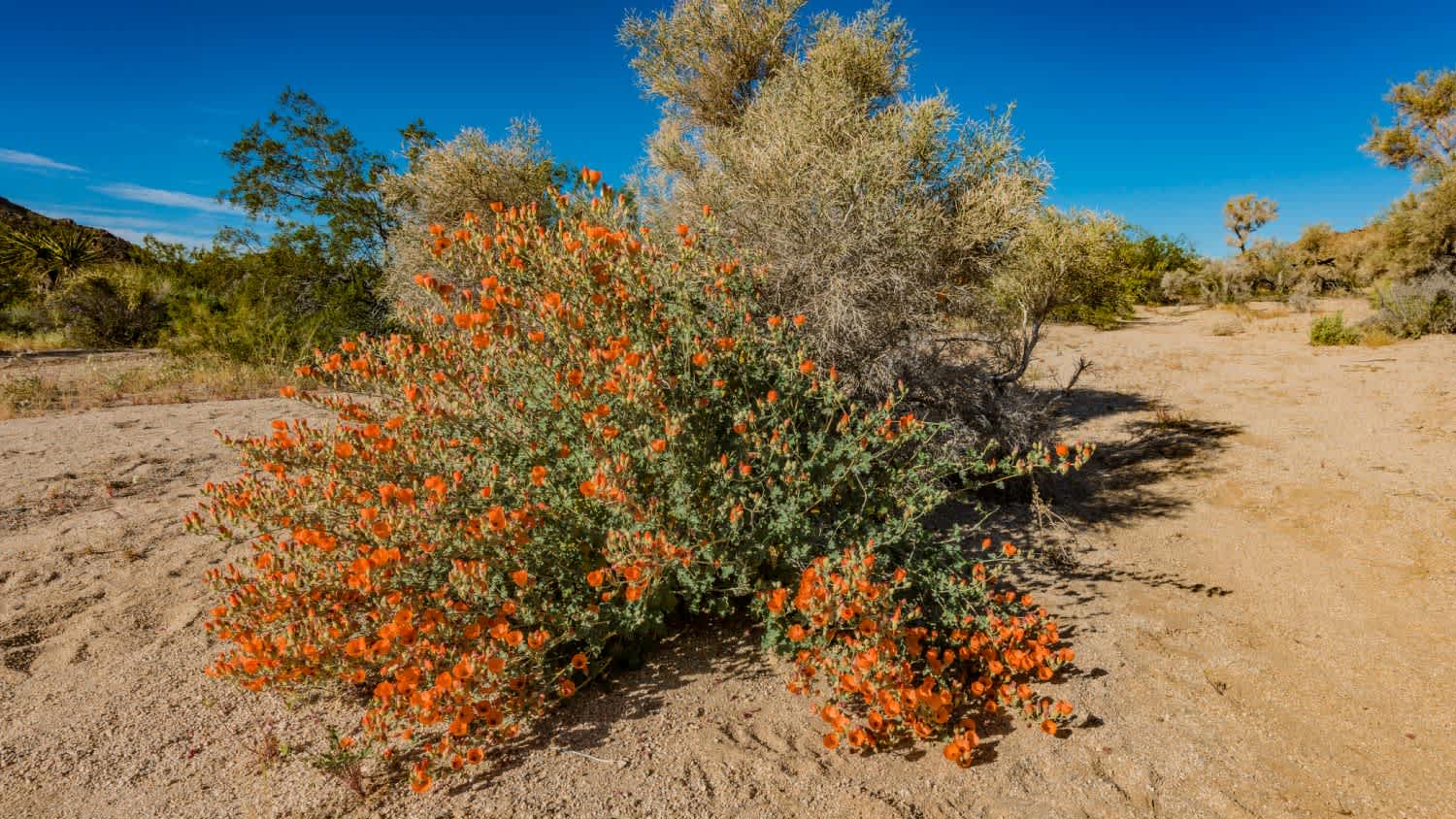 A california fuschia