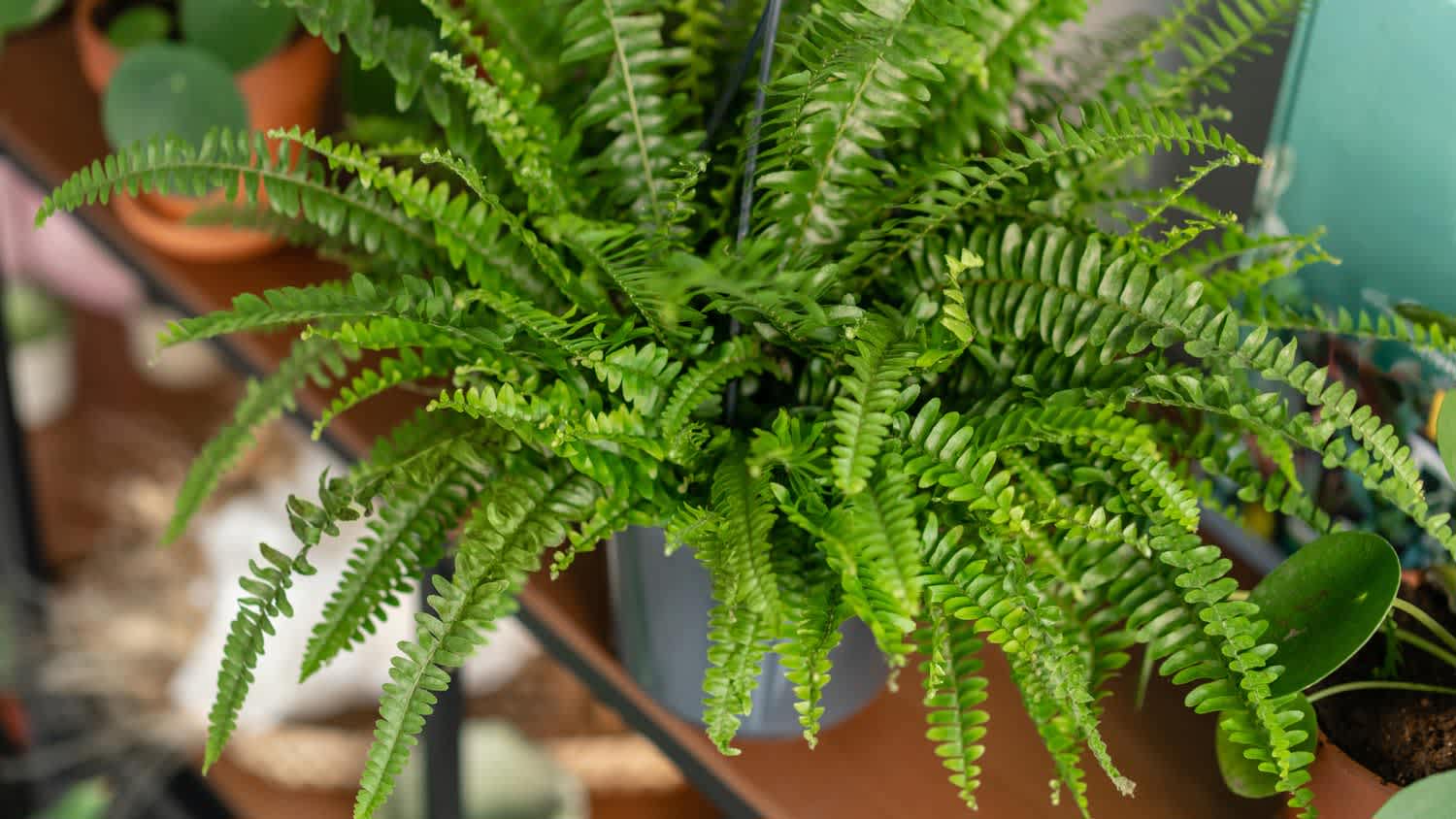 A fern in a ceramic pot