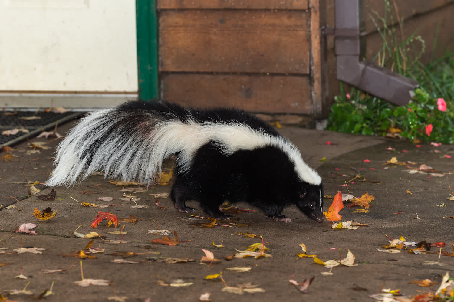 Skunk walks on concrete drive in front of house door
