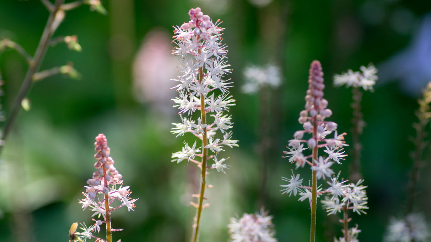 A blooming foamflower