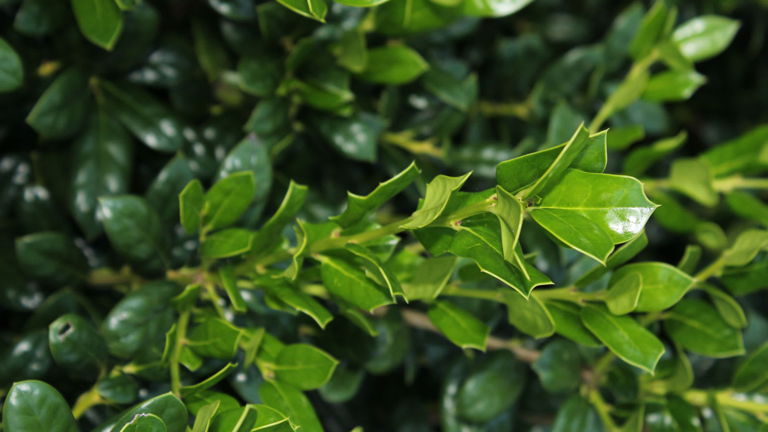 A burford holly with its dark glossy leaves