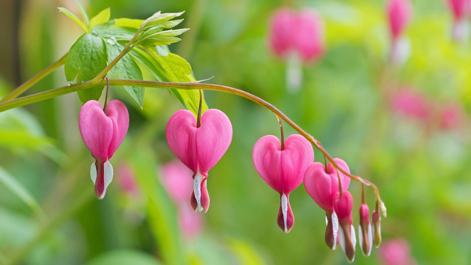A heart-shaped bleeding heart flower