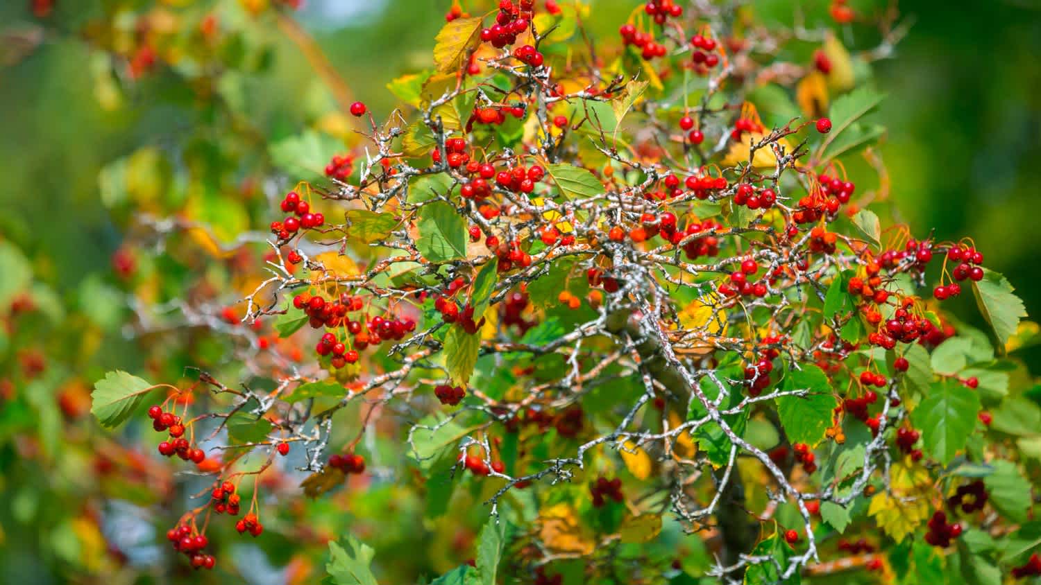 A Japanese holly on a summer day