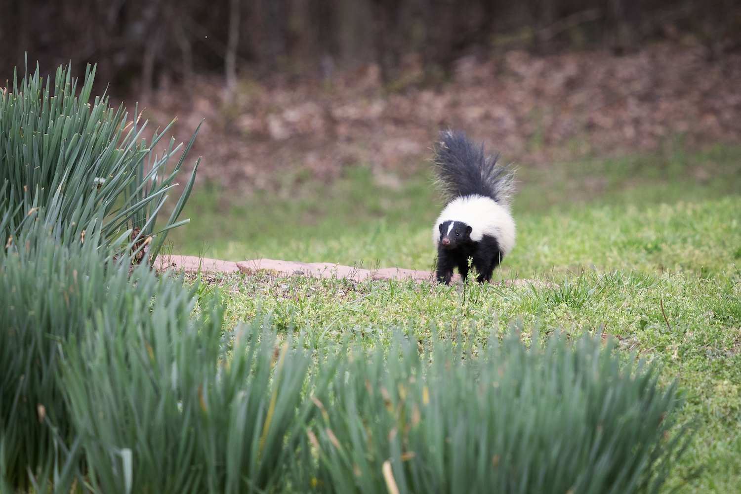 skunk in home yard