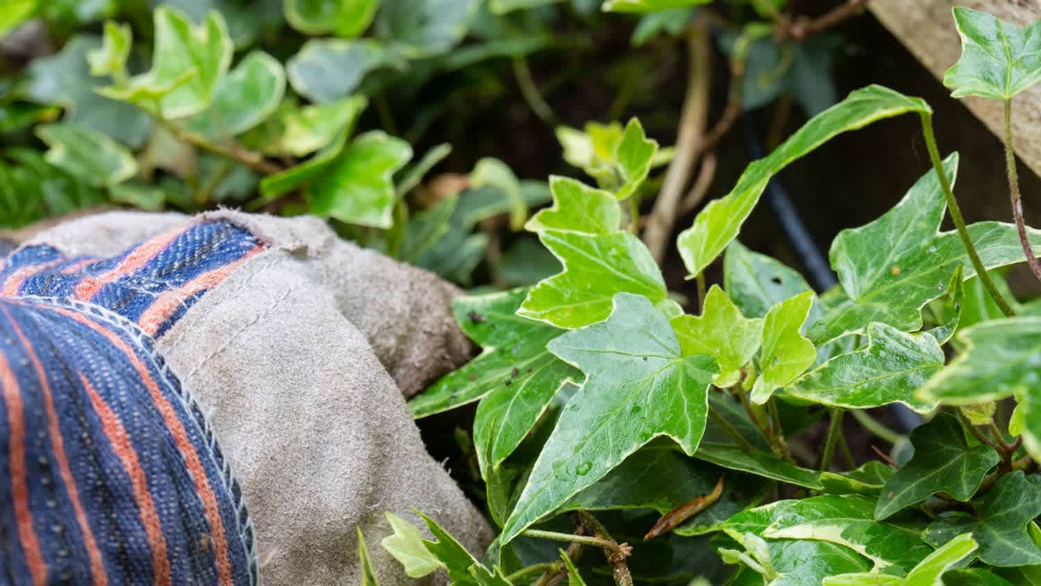 person with garden gloves pulling out ivy