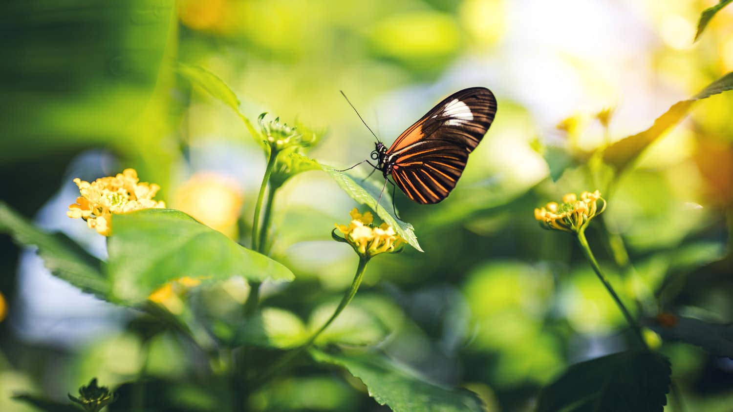 A butterfly pollinating a flower