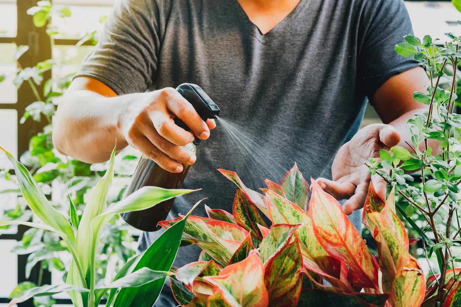 Close-up of a man spraying flowers