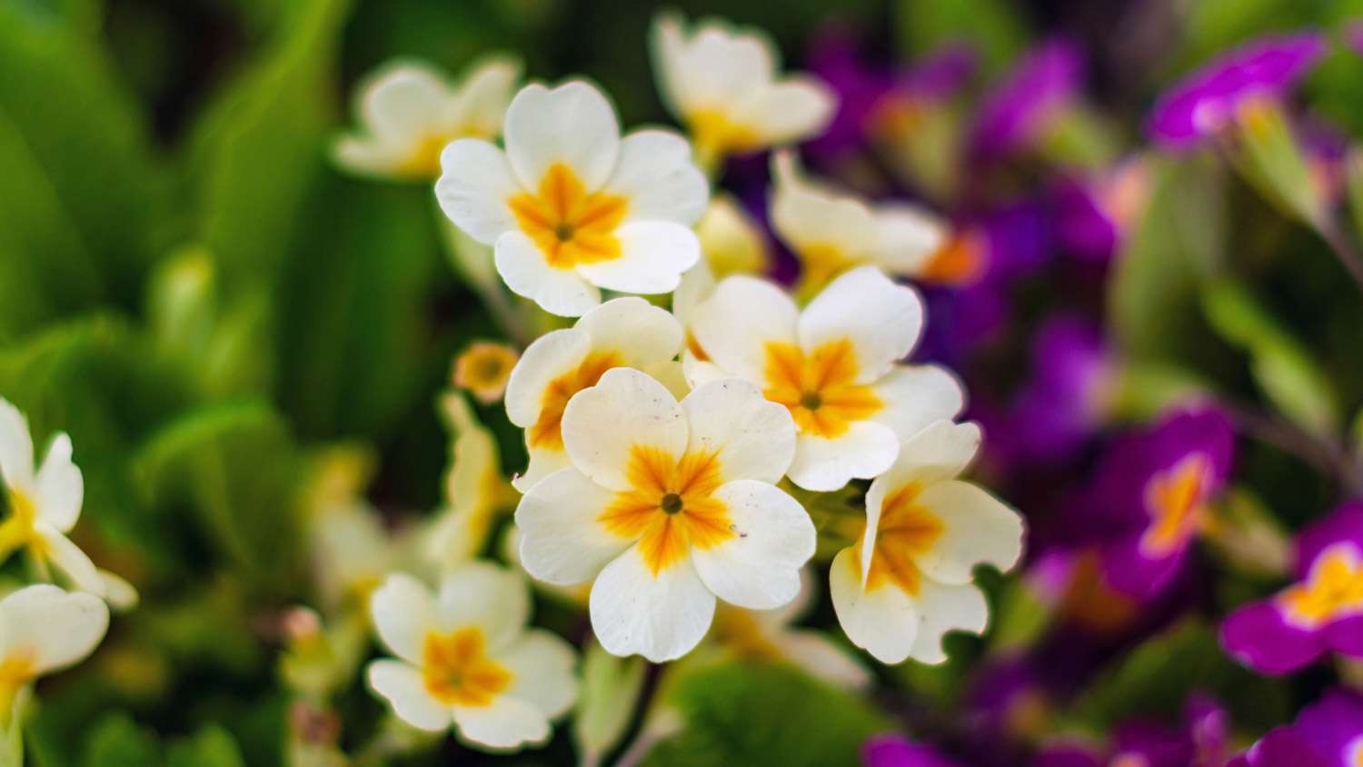 A primrose flower bloomed in spring