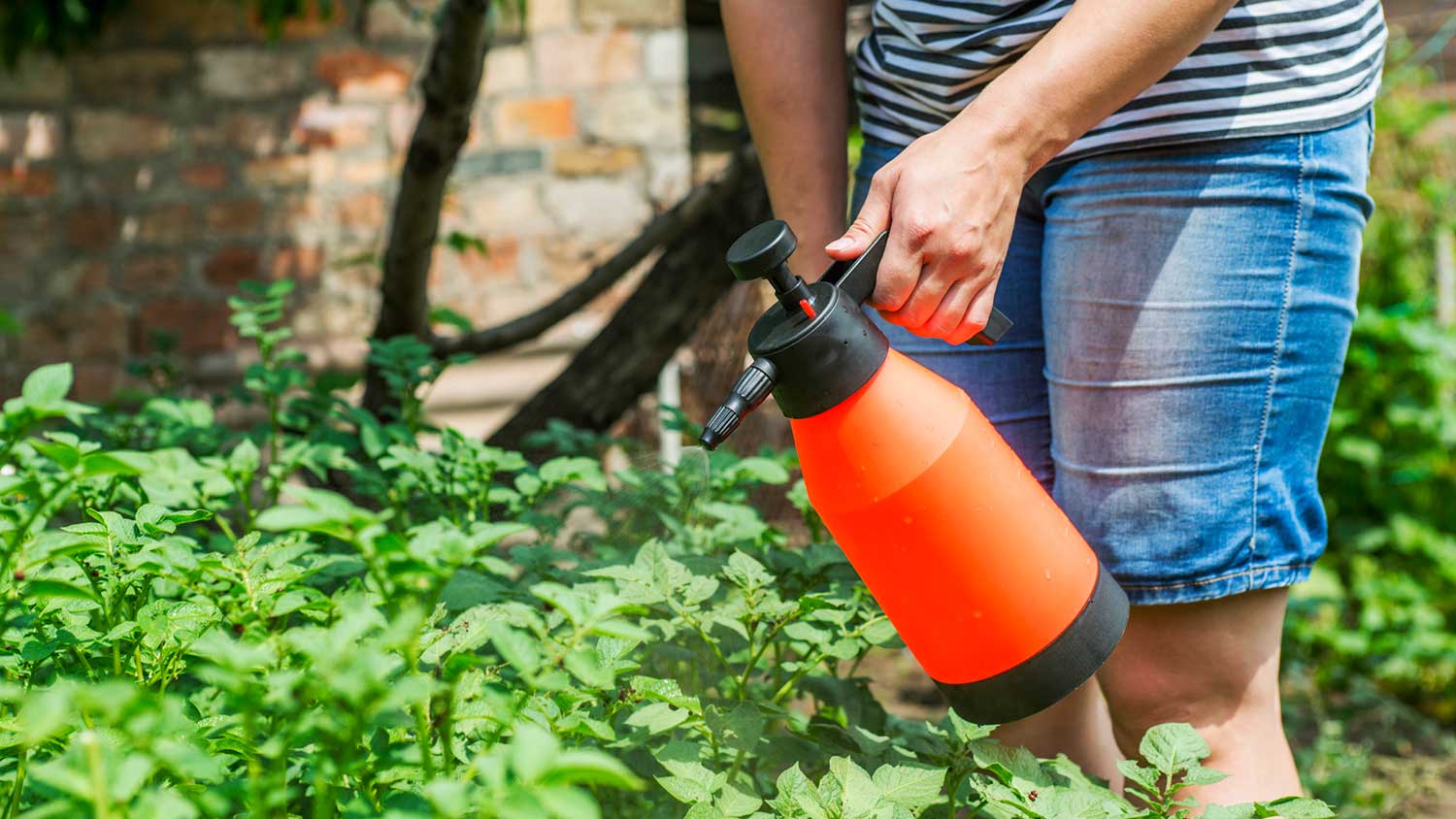 Gardener spraying pesticide on plants