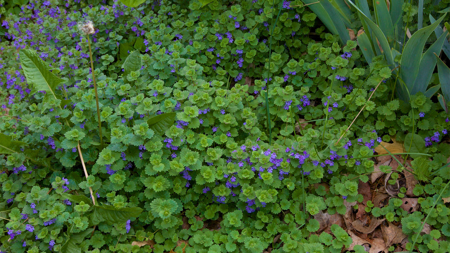 creeping charlie plant with purple flowers in garden