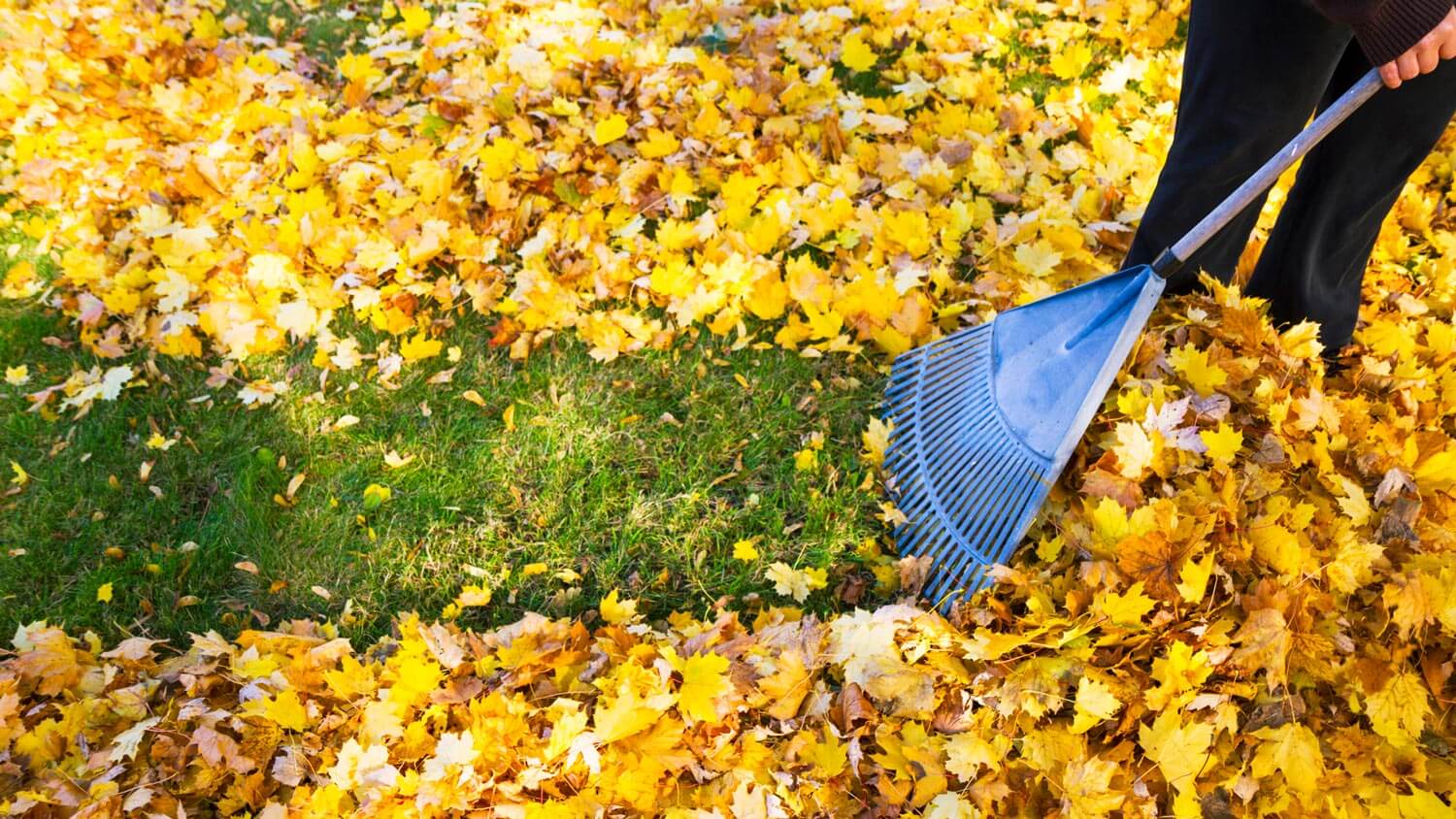 A woman raking yellow leaves