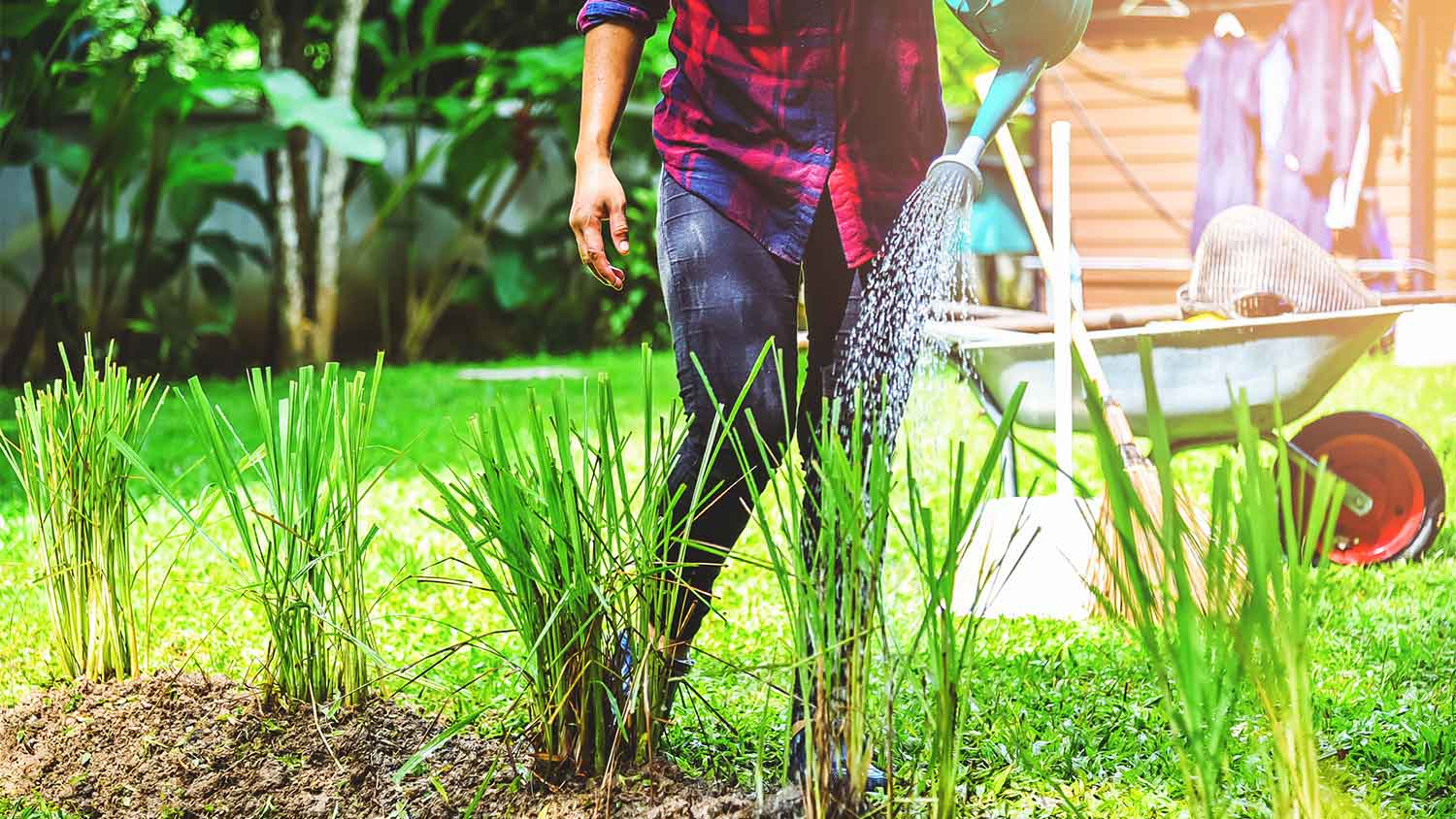 A woman waters lemongrass
