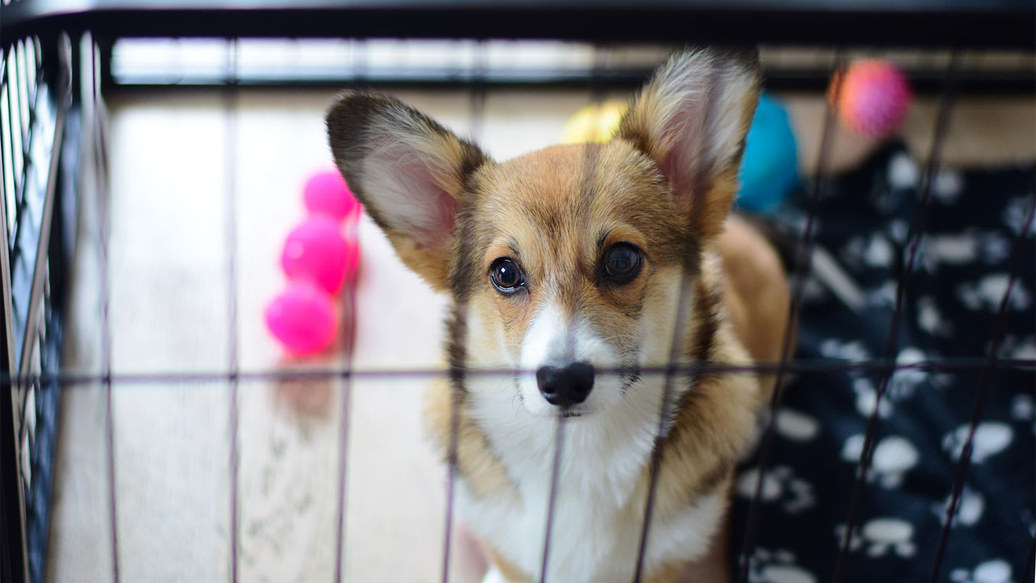 A dog sits in a crate