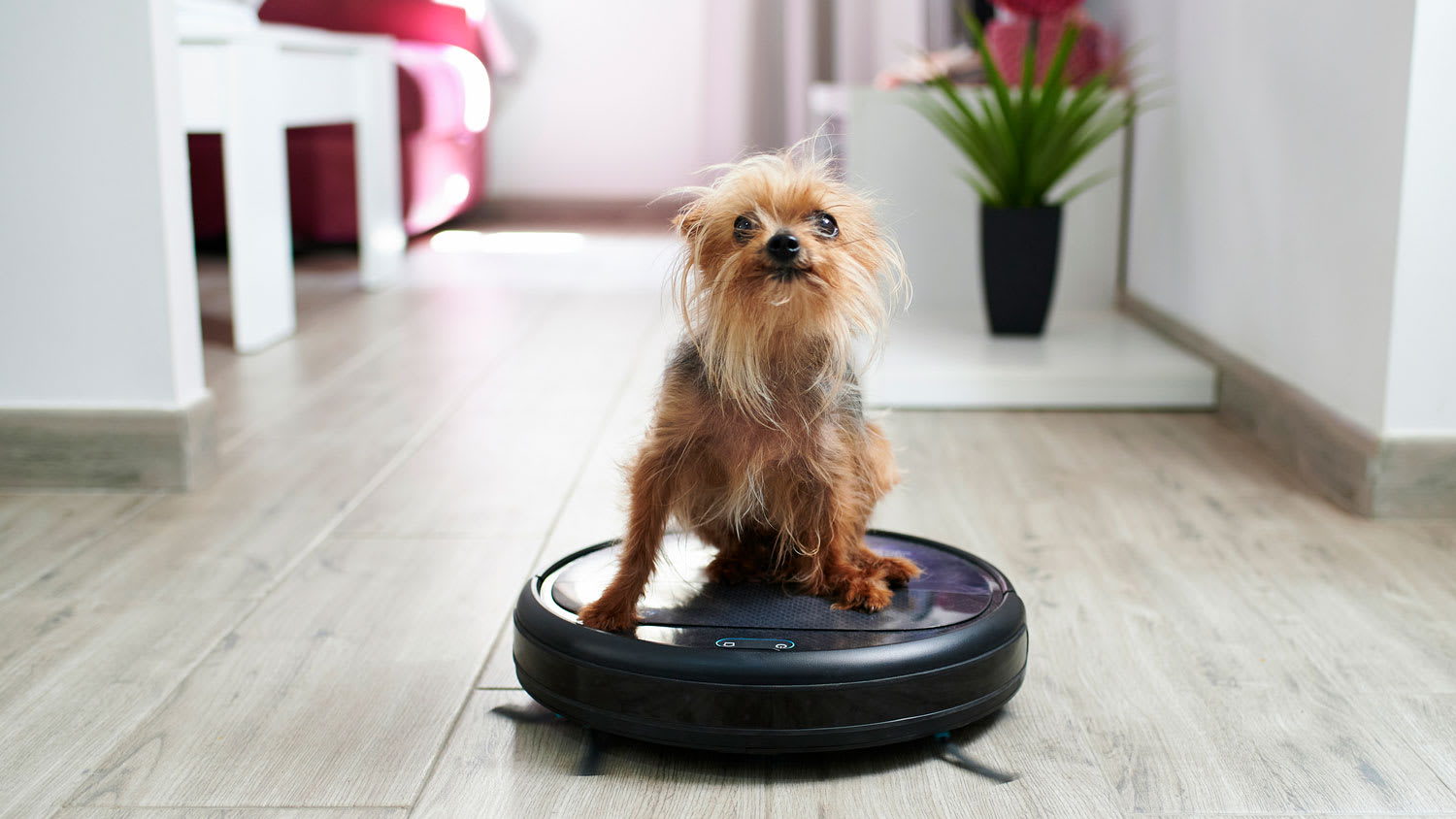 A yorkshire terrier on a robot vacuum cleaner