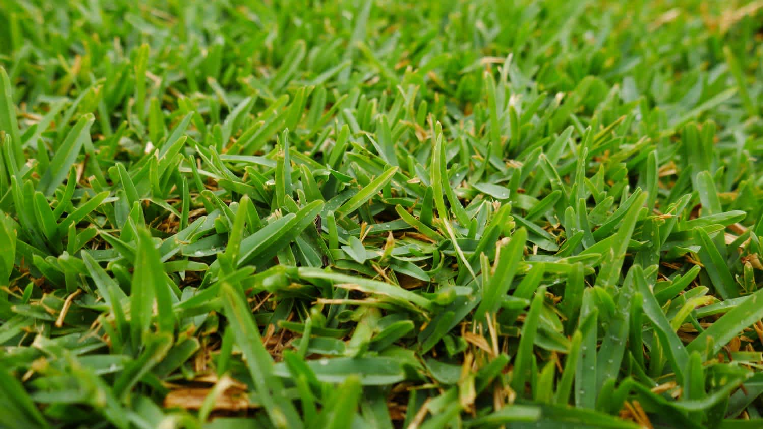 Buffalo lush green lawn