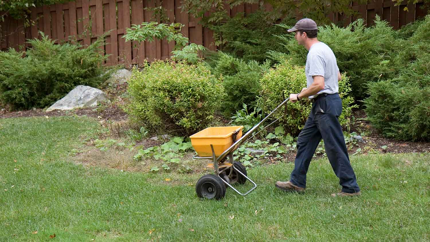 Gardener fertilizing backyard grass with a spreader