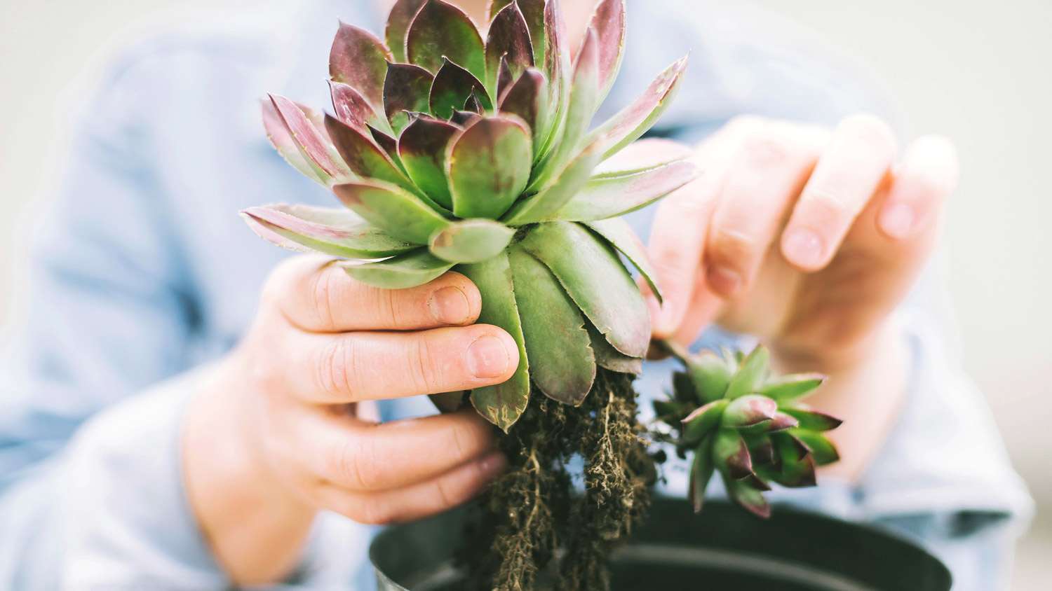Close-up of hands transplanting a succulent plant