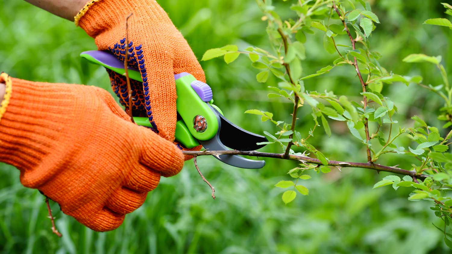 Trimming roses with pliers